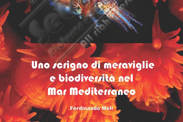 Guida fotografica illustrativa suabcquea dell’Area Marina Protetta Capo Gallo – Isola delle Femmine Guida fotografica illustrativa suabcquea dell’Area Marina Protetta Capo Gallo – Isola delle Femmine