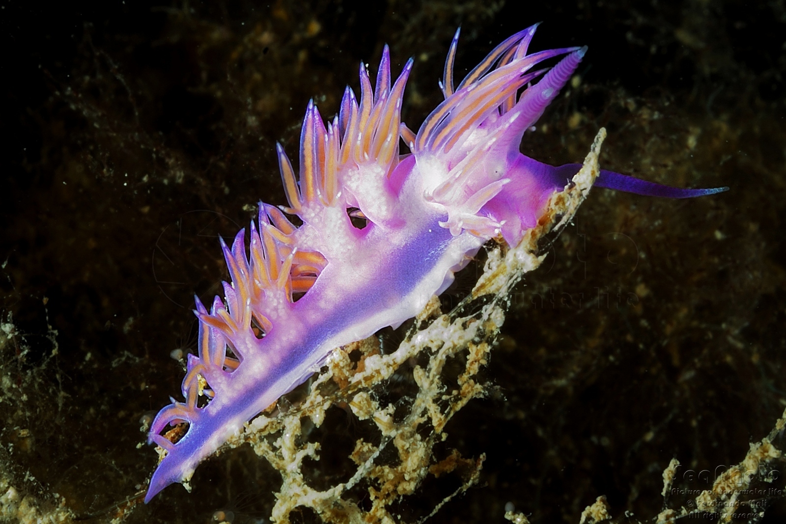 Gli invertebrati dell’Area Marina Protetta di Capo Gallo–Isola delle Femmine (PA) Gli invertebrati dell’Area Marina Protetta di Capo Gallo–Isola delle Femmine (PA)