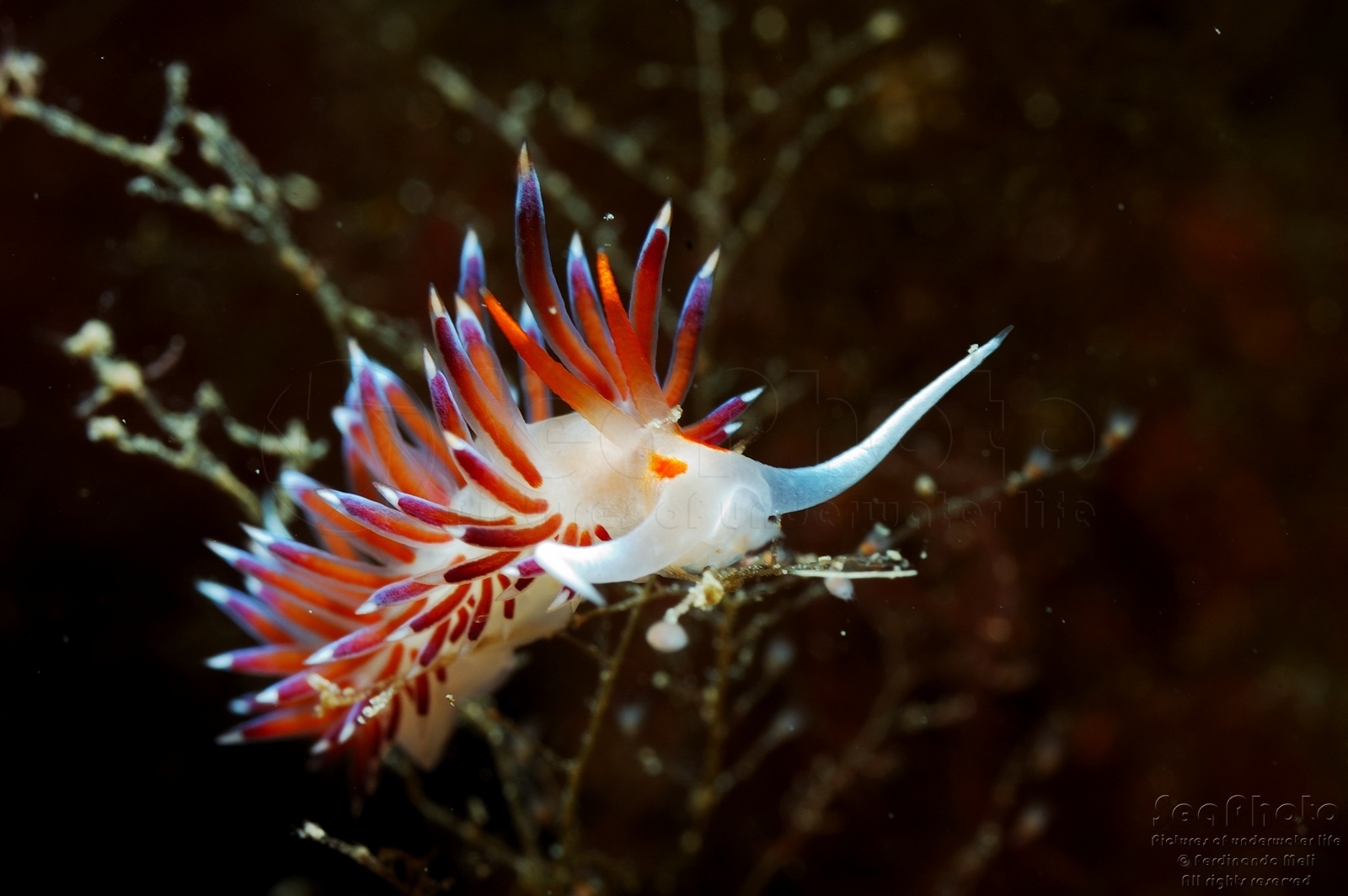 CRATENA PEREGRINA Barcarello