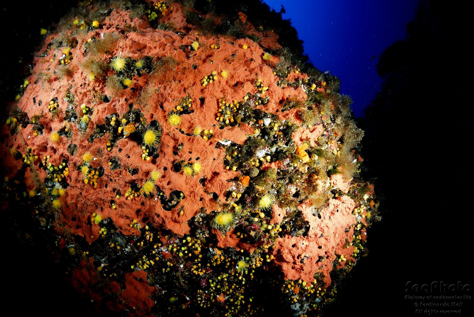 LEPTOPSAMMIA PRUVOTI