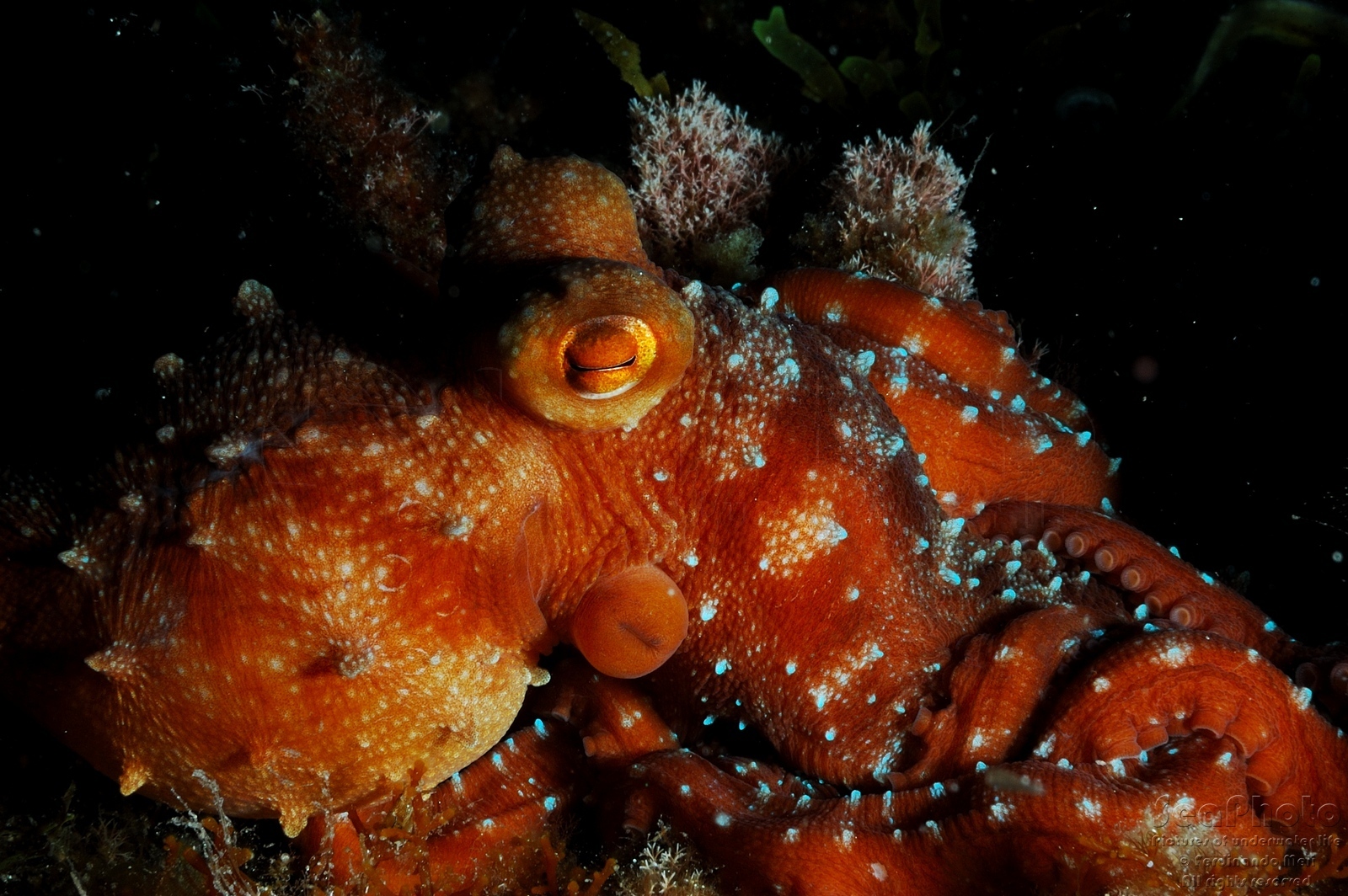 OCTOPUS MACROPUS Barcarello