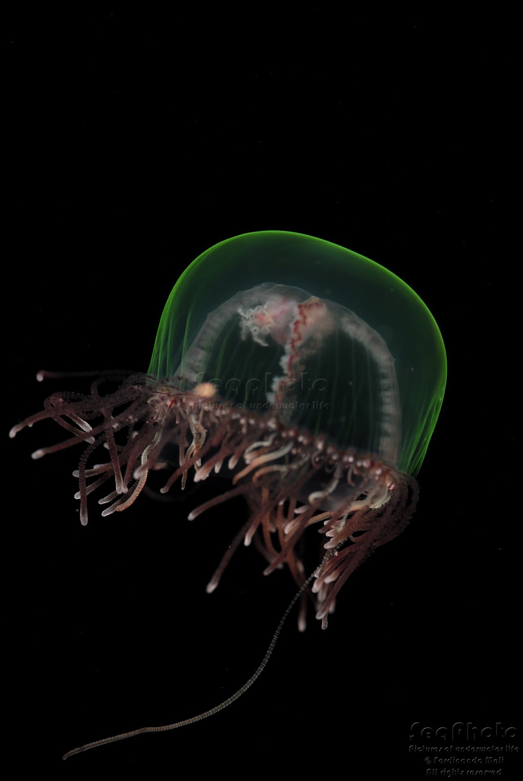 OLINDIAS PHOSPHORICA