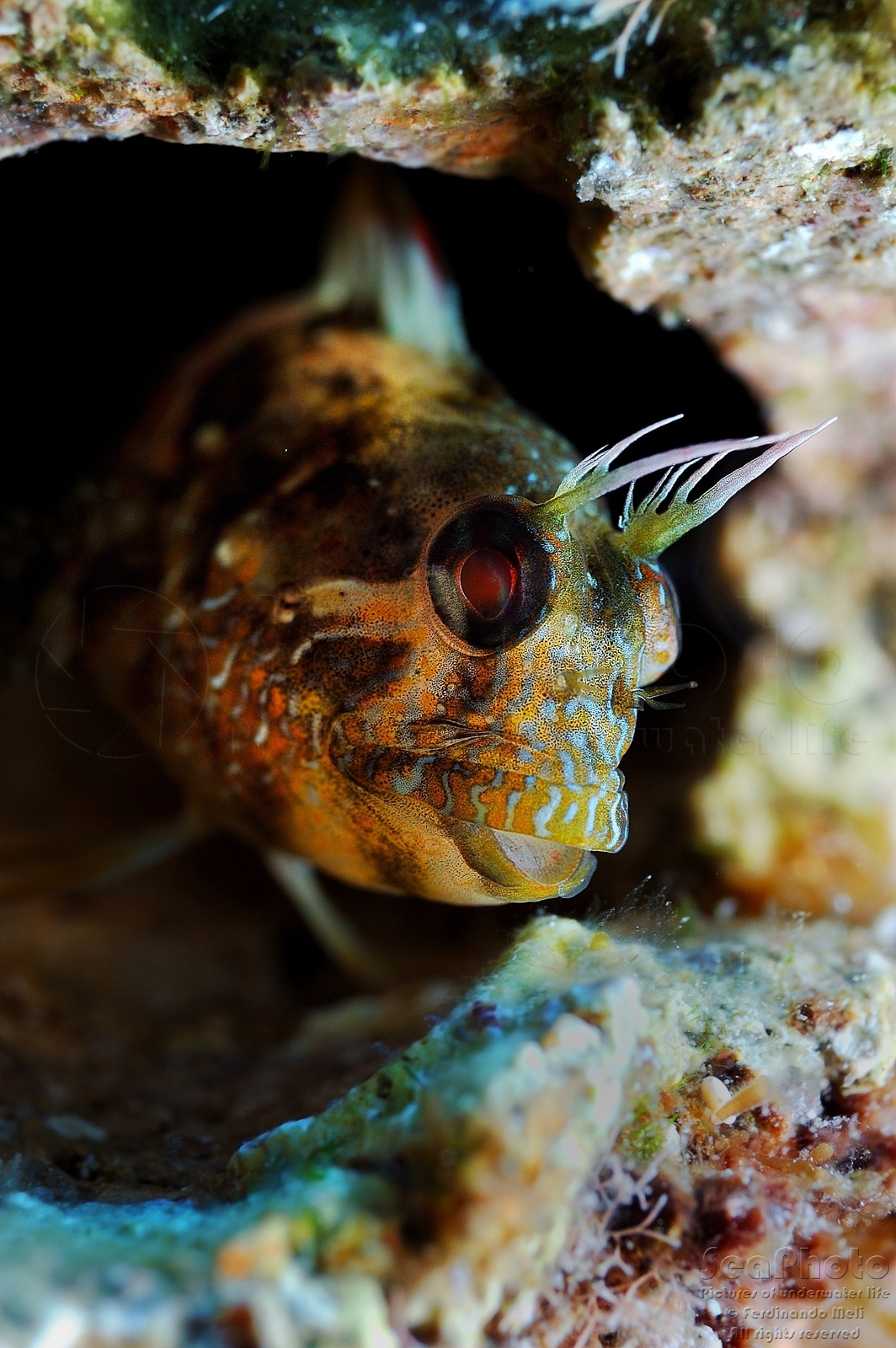 PARABLENNIUS INCOGNITUS